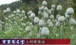 罂粟在线观看,一场禁忌的生死较量